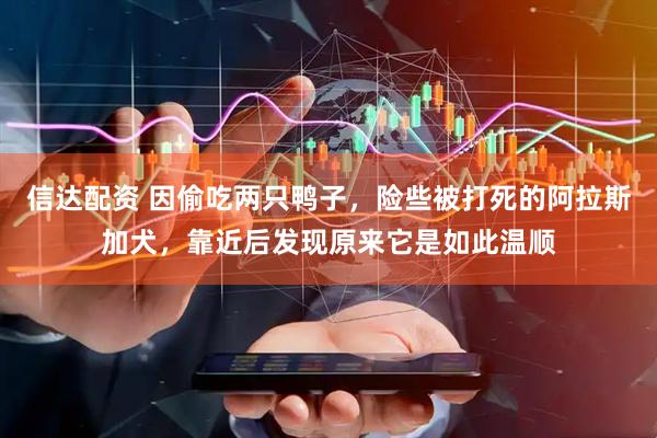 信达配资 因偷吃两只鸭子，险些被打死的阿拉斯加犬，靠近后发现原来它是如此温顺